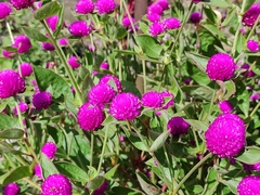 Gomphrena globosa
