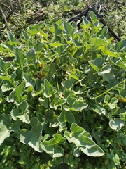 Ecballium elaterium