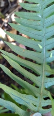 Polypodiodes amoena