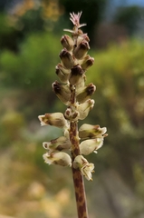 Lachenalia lactosa