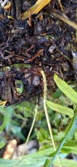 Polypodiodes amoena