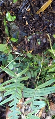 Polypodiodes amoena