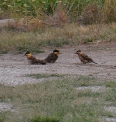 Colaptes campestris campestroides