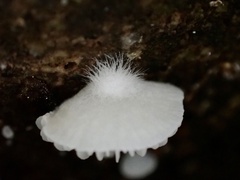 Clitopilus kamaka