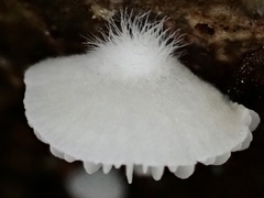 Clitopilus kamaka