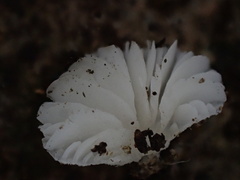 Clitopilus kamaka