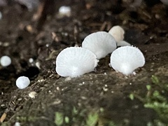 Clitopilus kamaka