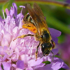 Halictus quadricinctus