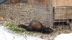 Mustela putorius