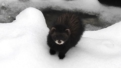 Mustela putorius