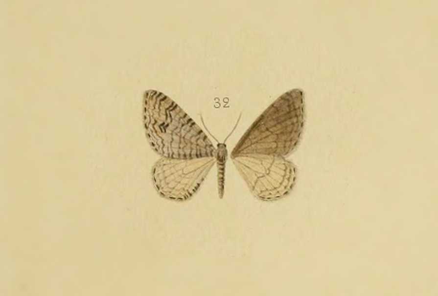 Venusia tchraria