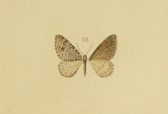Venusia tchraria