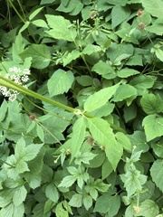 Aegopodium