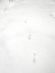 Mustela putorius