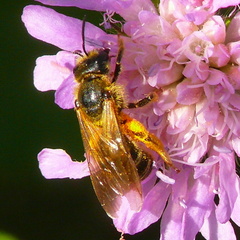 Halictus quadricinctus