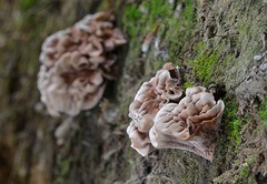 Hydnellum scrobiculatum