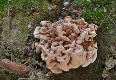 Hydnellum scrobiculatum