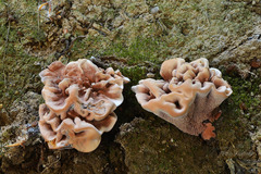 Hydnellum scrobiculatum