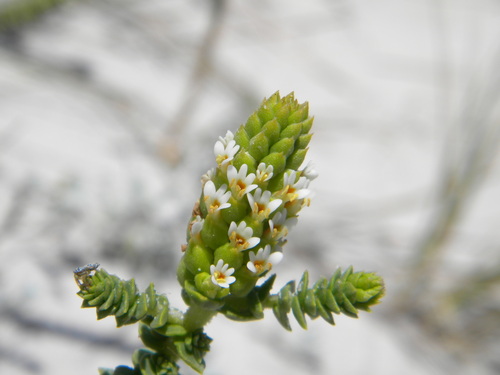 Image of Hebenstretia cordata by no rights reserved