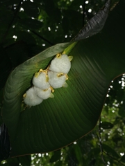Ectophylla alba