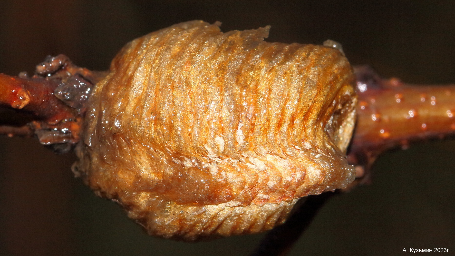 Закавказский Древесный Богомол (Hierodula transcaucasica)
