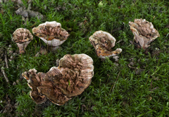 Hydnellum scrobiculatum