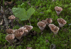 Hydnellum scrobiculatum