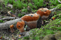 Hydnellum scrobiculatum