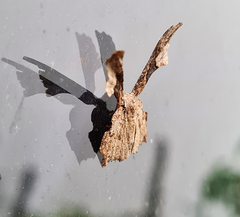 Monobolodes pernigrata