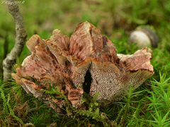 Hydnellum scrobiculatum