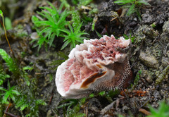 Hydnellum scrobiculatum