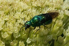 Chrysidoidea