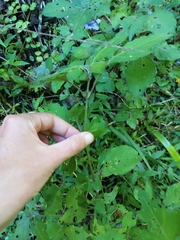 Isoglossa woodii