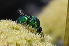 Chrysidoidea