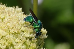 Chrysidoidea
