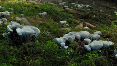 Hydnellum suaveolens