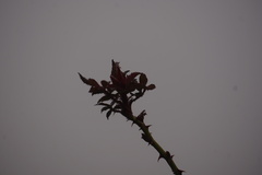 Rose rosette emaravirus