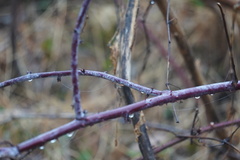 Rubus occidentalis