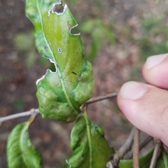 Aceria litchii