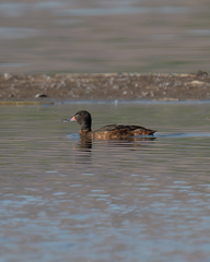 Heteronetta atricapilla