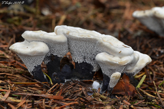 Hydnellum suaveolens