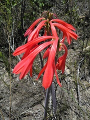 Cyrtanthus angustifolius