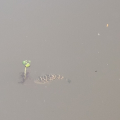 Sphoeroides testudineus