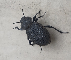 Coleoptera