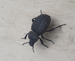 Coleoptera