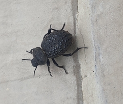 Coleoptera