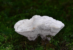 Hydnellum suaveolens