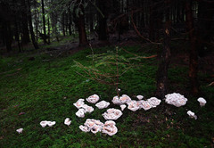 Hydnellum suaveolens