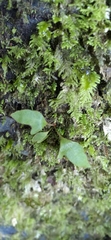 Pyrrosia