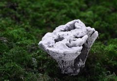 Hydnellum suaveolens